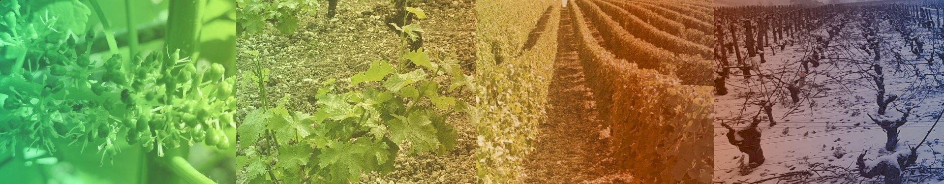 Les Vignes Au fil des saisons